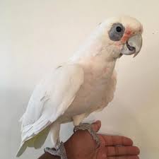 847 x 1199 png 49 кб. Bare Eyed Cockatoos Gina Birds Farm