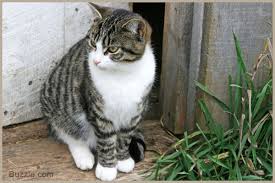 What is the life expectancy of a tabby cat? Animal Animal Hair Black Color Domestic Animals Domestic Cat Feline Fluffy Gray Horizontal White Tabby Cat Tabby Cat Cat Personalities
