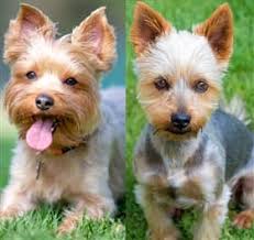 yorkshire terrier vs silky terrier