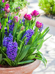potted spring flowers