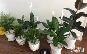 Maybe you would like to learn more about one of these? Indoor Plants Jadi Trend Hiasan Dalam Rumah Free Malaysia Today Fmt