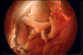 Pada usia kehamilan 32 minggu janin dalam kandungan sudah mampu mendengarkan suara suara yang ada di luar kandungan. Proses Perkembangan Janin Dari Usia Kehamilan 1 Bulan Hingga 9 Bulan Theasianparent Indonesia