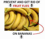 Are fruit flies bad for bananas?