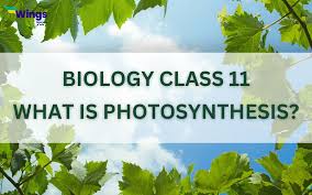 Class 11 Photosynthesis In Higher