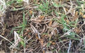 Paul Munns Blog Insects Category Dead Spots Caused By Turf Mites