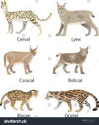 Wild Cats Cerval Lynx Caracal Blacan Stock Vector (Royalty Free) 1503130670  | Shutterstock