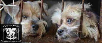    best NO MORE PUPPY MILLS images on Pinterest   Animal rescue     Paws Change Please REPIN and help make a difference for puppy mills dogs  https   