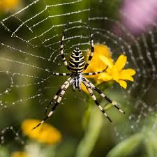 common spiders in california