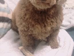 toy poodle s stare after being