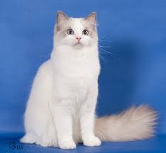 Ragdoll cats tend to be more interested in humans than some breeds of cats. Ragdoll Kittens For Sale Cats For Adoption Sweetie Kitty 2021