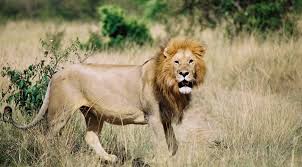 Lion, large, powerfully built cat that is second in size only to the tiger. All You Need To Know About The African Lion Atc