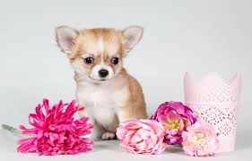 wallpaper flowers puppy chihuahua