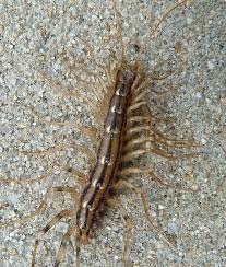 how are millipedes and centipedes alike