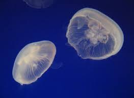 Common Jellyfish Britishseafishing Co Uk
