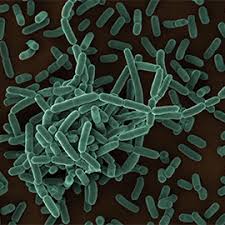 This bacterium, first used as a model to study. Rki Consultant Laboratory For Diagnostic Electron Microscopy Of Infectious Pathogens Listeria Monocytogenes