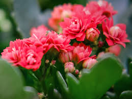 Hope it is rose and hibicuz plant. Flaming Katy Kalanchoe How To Grow Flaming Katy Plants