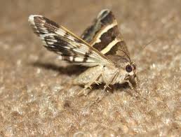 clothes and carpet moth treatment and