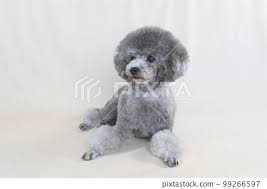 silver toy poodle posing in the studio