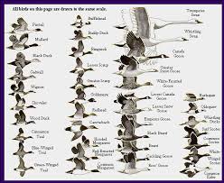Waterfowl Identification Chart Waterfowl