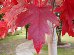 autumn blaze maple tree dallas texas