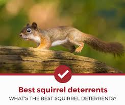 top 4 best squirrel deters 2022