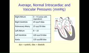 Cv Physiology Cardiac Anatomy