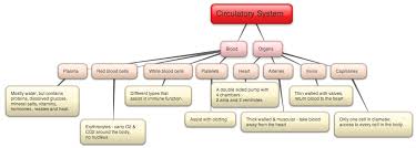 Studious Flow Chart Curulatory System Physiology Of