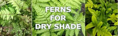 ferns for dry shade which ferns will
