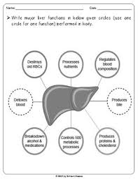 Liver Graphic Organizer Kwl Chart Label The Diagram Functions Chart