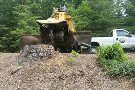 Tree service in falls church, va. Tree Removal Tree Trimming In Arlington Fairfax Va Jl Tree Service