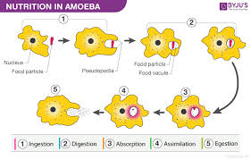 nutrition in amoeba process of