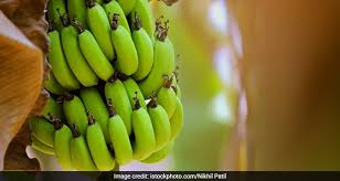 7 amazing green banana benefits you may