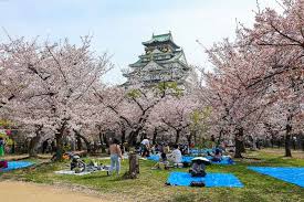 cherry blossom reports 2023 osaka