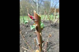 early spring is the best time to prune