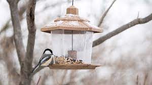 feeding birds in winter with tips