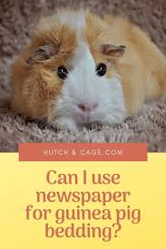 Can Guinea Pigs Eat Paper