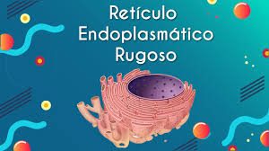 retículo endoplasmático rugoso brasil
