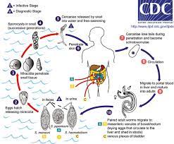 Schistosomiasis and liver disease ...
