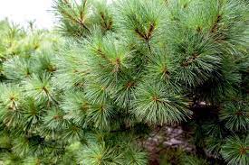 40 types of pine trees with identifying