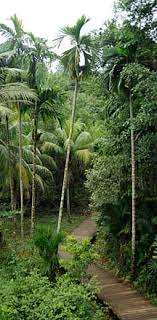 pinang or betel nut palm areca catechu