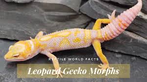 10 Leopard Gecko Morphs Stunning Oranges Whites And More