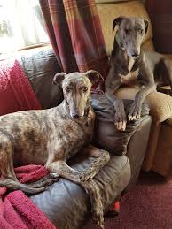 alfies dream for greyhounds