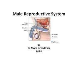 Posted on january 21, 2015 by admin. Male Reproductive System