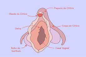 14 curiosidades sobre o clitóris, órgão feminino do prazer 