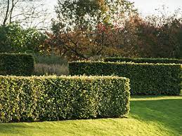 Hedges Choices With Environmental
