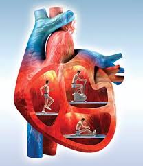 التربية البدنية وعلوم الرياضية - التدريب الرياضي وأثره على القلب تحصل  تغيرات في حجم وكتلة ووزن وعضلة القلب وسمك جدرانها كتهيئة للظروف اللازمة  للدم العائد وضخه الى جميع أجزاء الجسم وتشمل هذه