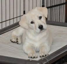 Stormy c labradors is located in new jersey. Lucas Is An Adoptable Yellow Labrador Retriever Dog In Egg Harbor Nj Sweet Yellow Lab Puppy Was Rescued From Georgia Labrador Retriever Labrador Dog Puppies