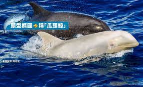 アルビノの“パパイヤ頭”のクジラ、2年ぶりに花蓮で再会 - ニュース - Rti 台湾国際放送