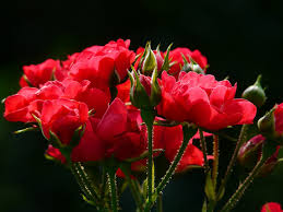 red roses rose roses back light flower