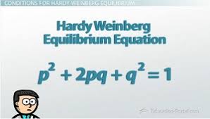 hardy weinberg equilibrium ii the